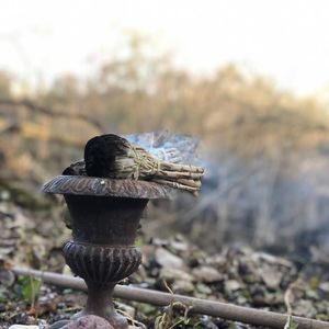 Meet your Posher, Vienne